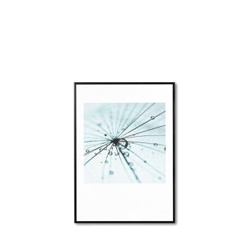 Cuadro Dandelion 1 50*70 Negro | Relax Muebles