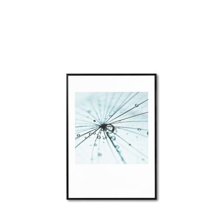Cuadro Dandelion 1 50*70 Negro | Relax Muebles